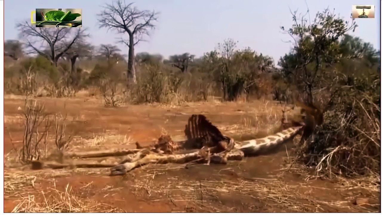 Thế giới động vật_Cuộc đại chiến kinh hoàng và gây cấn giữa Trâu Rừng và Chúa Sơn Lâm( cực hay)|NoneTV