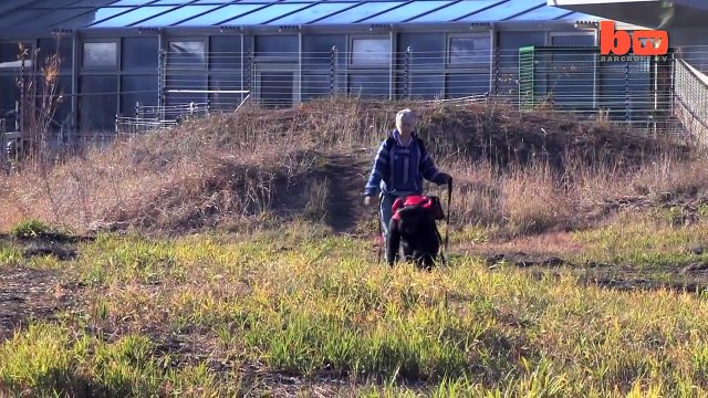 Ce singe fait un feu de camp et brule des chamallows !
