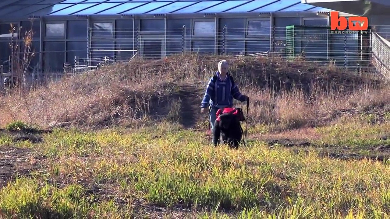 Ce singe fait un feu de camp et brule des chamallows !
