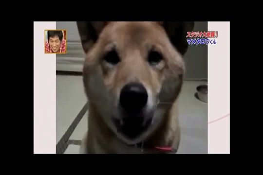 Chiede al suo cane di abbaiare più piano. Quello che riceve come risposta è esilarante!