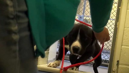 Un pitbull susceptible d’être euthanasié se fait adopter. Sa réaction lorsqu’il comprend qu’il est adopté...