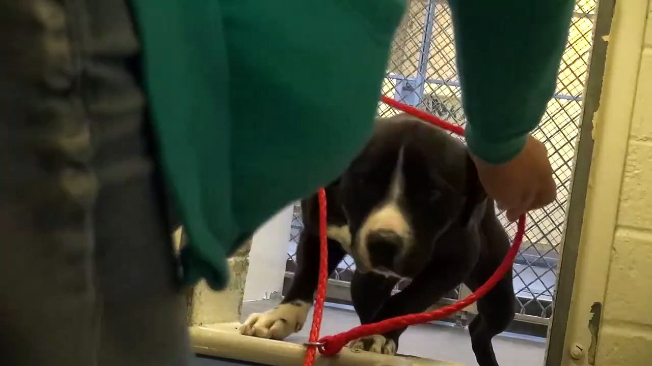 Un pitbull susceptible d’être euthanasié se fait adopter. Sa réaction lorsqu’il comprend qu’il est adopté...