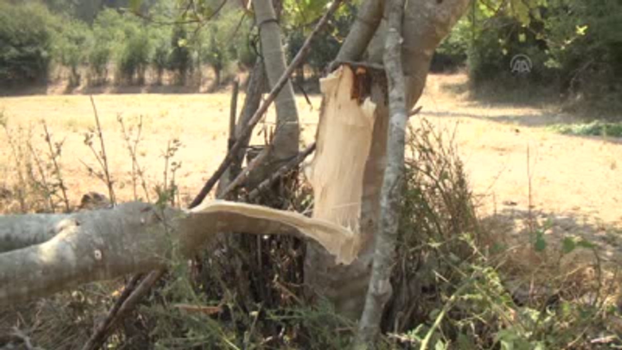 Fetö'nün Suikast Timi" Yakalandı, Halk Rahat Bir Nefes Aldı