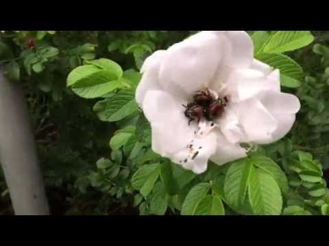 Canadian Man Poses a Question to Some Very Responsive Beetles