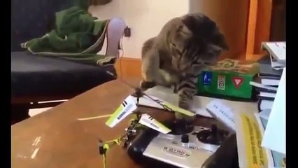 2016 En Komik Kedi Videoları
