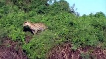 INCREIBLE, Jaguar caza un cocodrilo dentro del agua