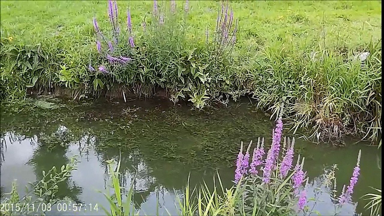 Le Quesnoy 1 Août 2016