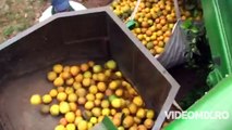 Așa muncesc ROMÂNII la cules de portocale în Spania. Privește-i cum sunt dirijați de această mașinărie