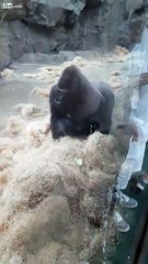 Boston Zoo Gorilla Attacks!