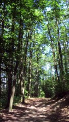 Dide Dancing Like Crazy