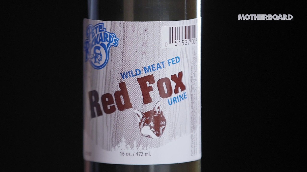 Fox Urine
