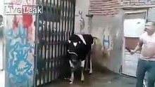 Un bœuf met KO le boucher venu pour l'abattre