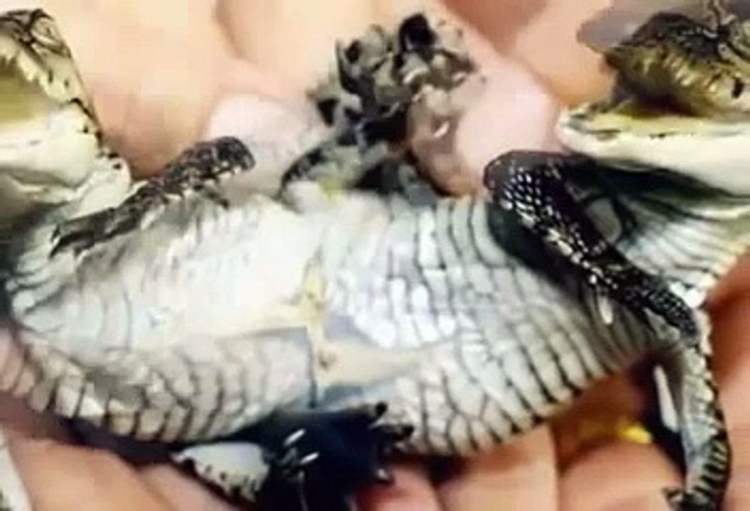 Female jumped into crocodile pit in Thailand