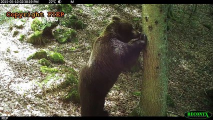 Ours Bruns - Cannellito - FIEP