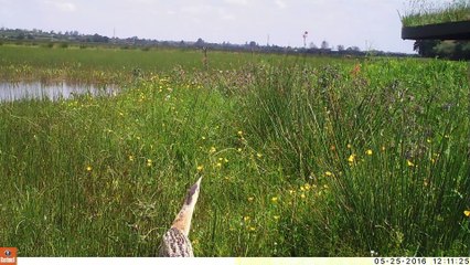 Butor Etoilé - Groupe Ornithologique Normand