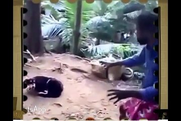 funny videos animals Latest Comedy Compilation
