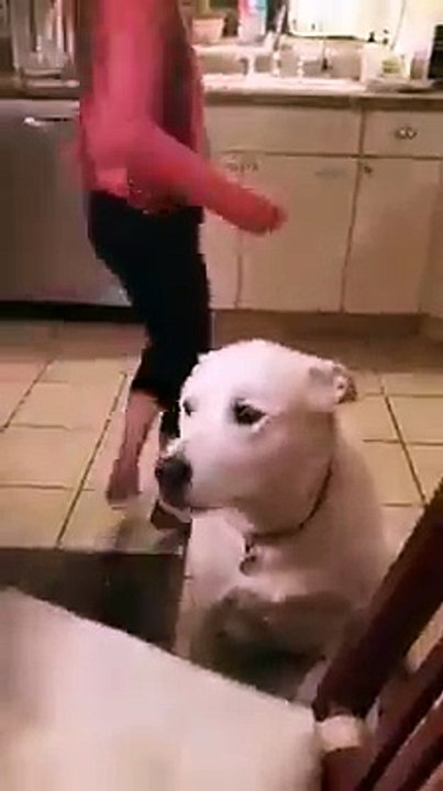 Cachorro falante