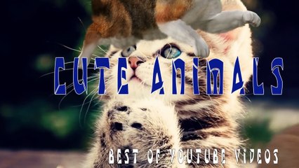 Funny Animals Compilation 2015- Try Not to Laugh or Grin While Watching This Impossible Challenge!