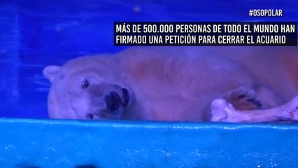 Conoce a Pizza: El oso más triste del mundo