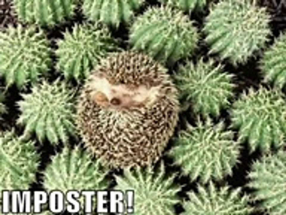 Very Funny Animals 4