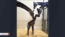 Touching Photo Of Mother And Other Females Caressing Newborn Giraffe Melts Hearts