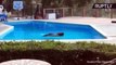 Bare Necessities! Wild Bear Cools Off in Backyard Pool for Summer Swim