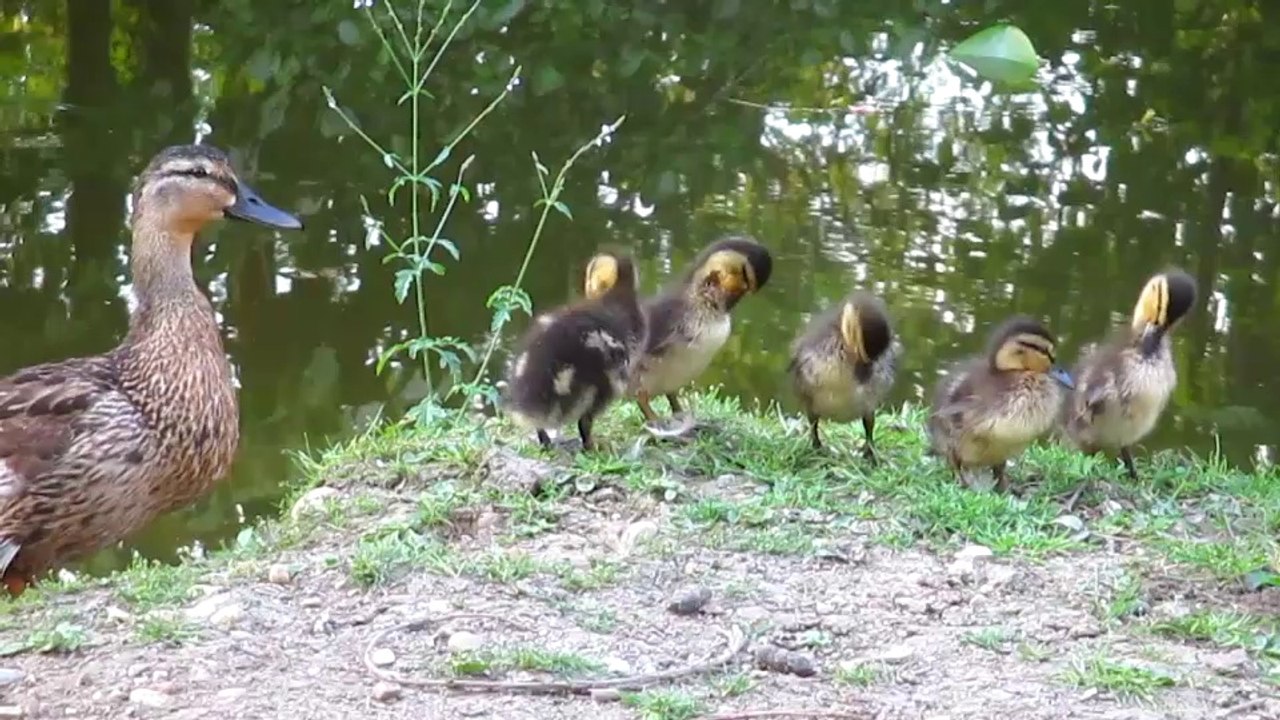 Canetons "Colvert"