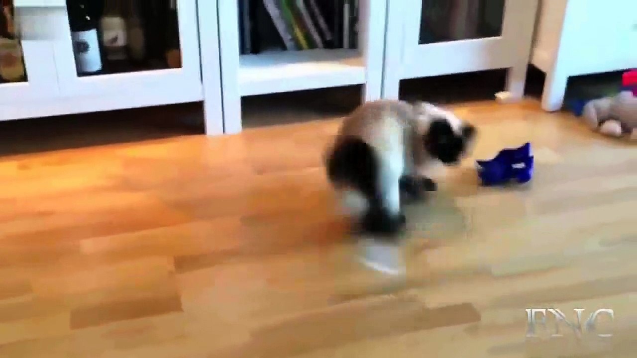 Funny Animals Fails 2015