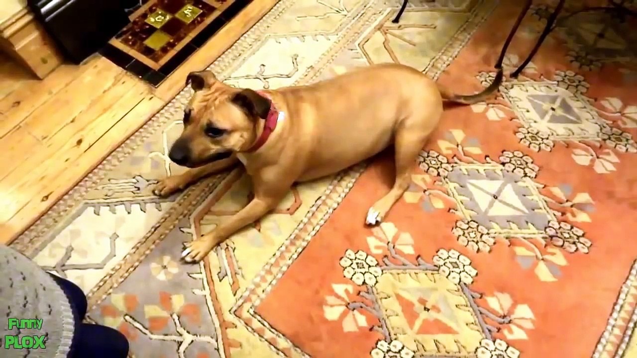 Funny Animals Playing Dead Compilation 2013