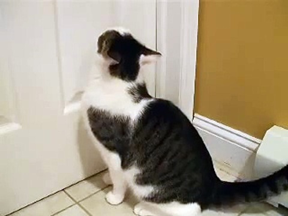 Il rentre du travail, mais écoutez ce que dit le chat… Je n’arrive pas à croire qu’il dise cela !!