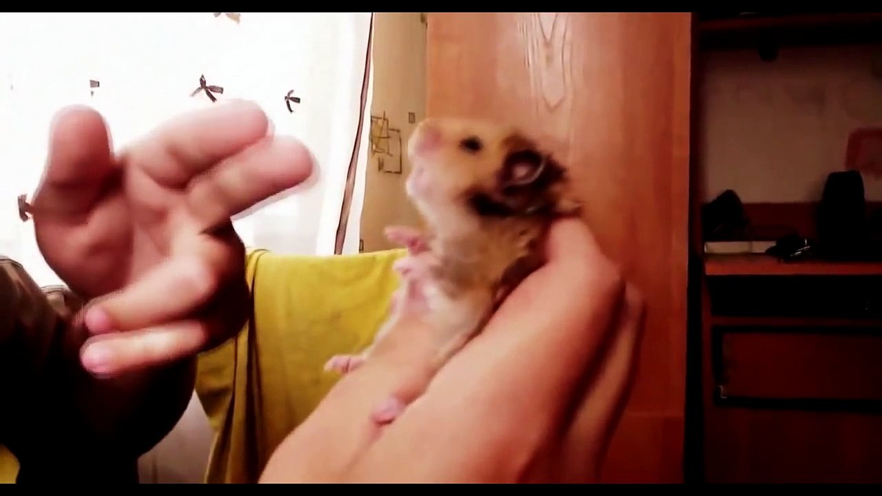 Funny Animals playing dead on finger shot compilation