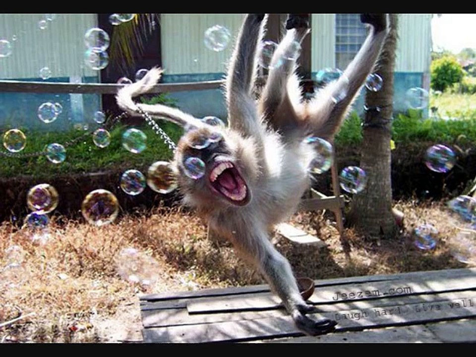 Funny Animals Video For Children  Jeezem.com