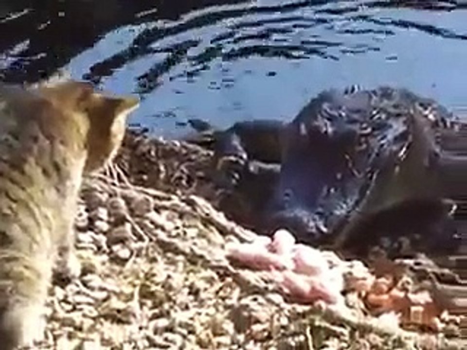 Gato se enfrentó con un cocodrilo - Vídeo Dailymotion