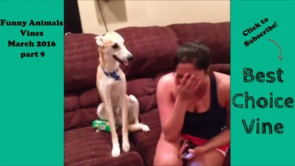 Funny Animals Vines March 2016 part 9   BestChoiceVine