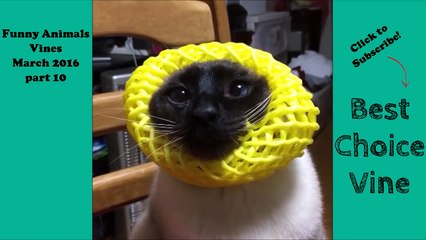 Funny Animals Vines March 2016 part 10   BestChoiceVine