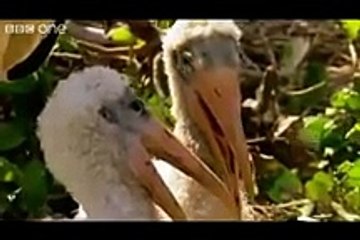 Funny British Animal Voiceovers