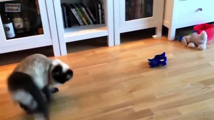 Funny Cat Jump Fail 2015