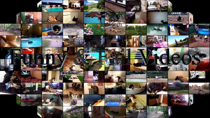 Funny Cats And Dogs - Funny Cats vs Dogs - Funny Animals Compilation