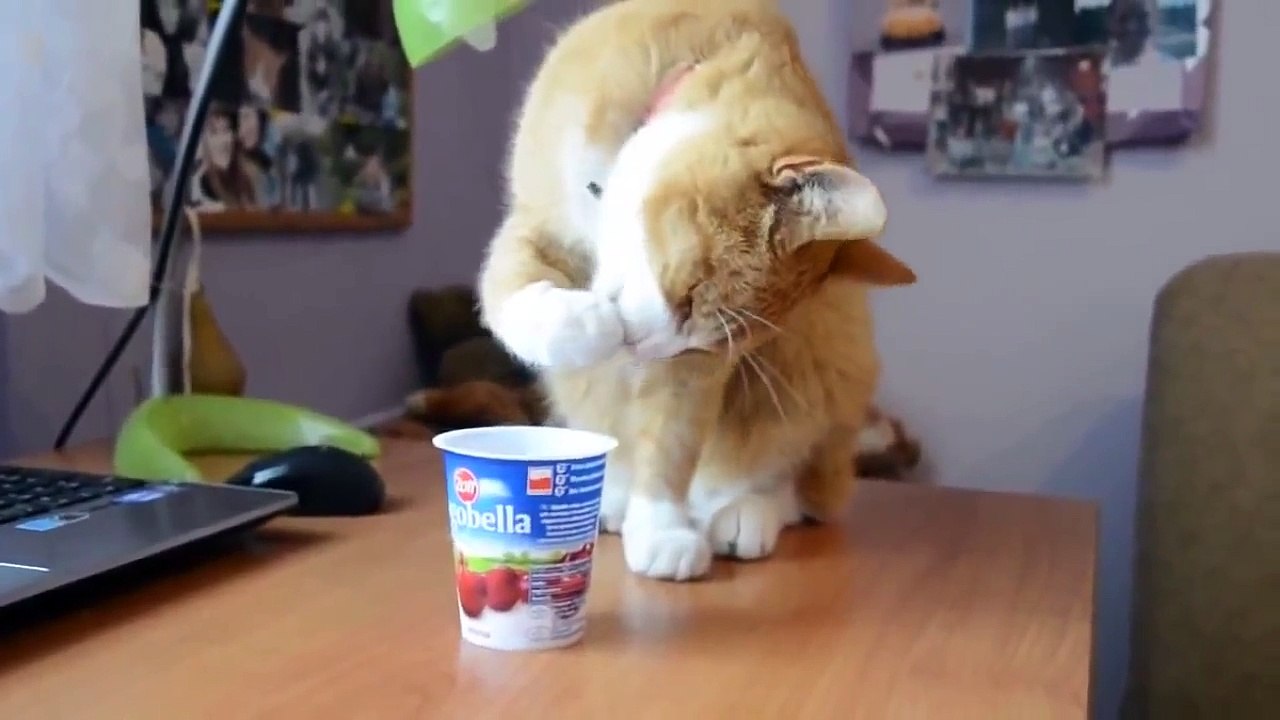 Funny Cats Compilation 2014 - Epic Videos!