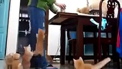 Funny Cats Compilation - Funny Cat Videos Ever- Funny Videos - Funny Animals - Funny Animal Videos 4