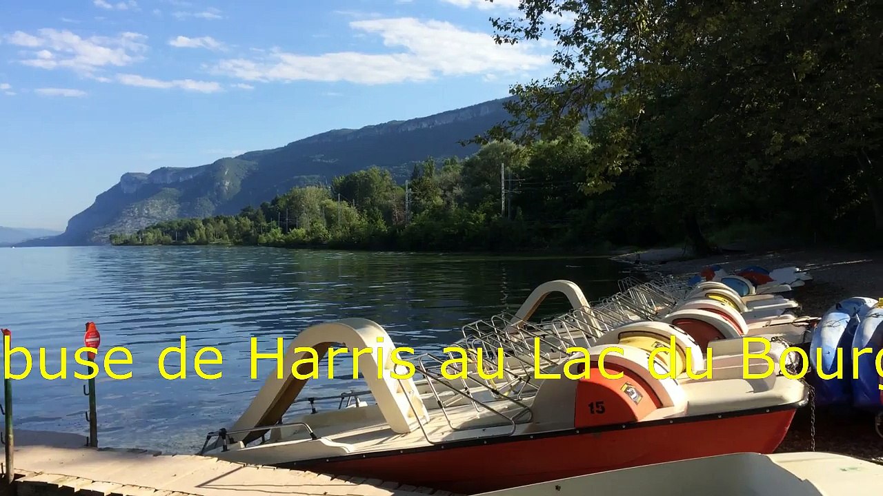 La Buse de Harris