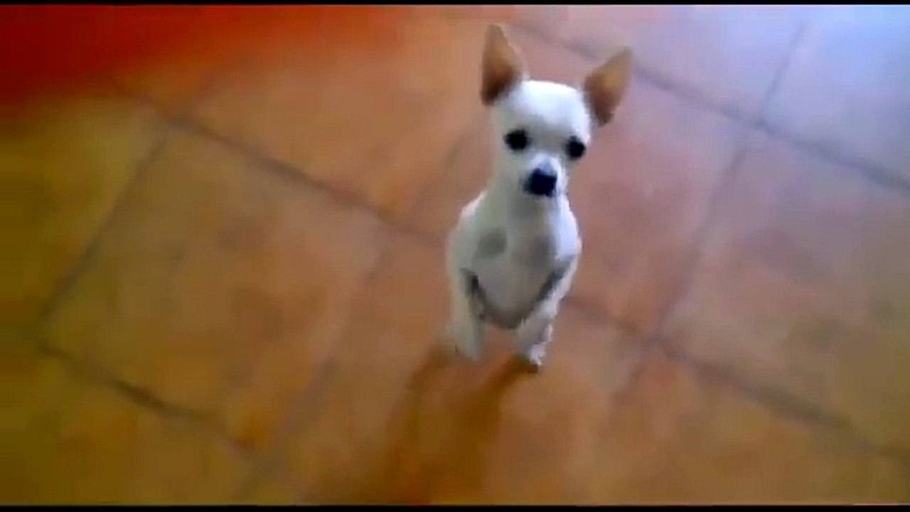 EXTREME FUNNY DOGS COMPILATION 2014!