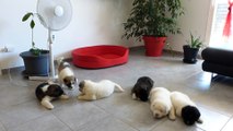 Chiots akita américain du sixième sens 5 semaines lof