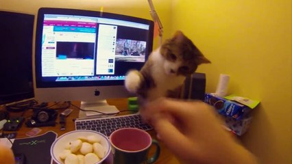 Funny Cats Compilation - Funny Cat Videos Ever- Funny Videos - Funny Animals Funny Animal Videos 12