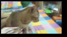 Funny Cats Video - Funny Cat Videos Ever- Funny Videos 2014 - Funny Animals Funny Animal Videos