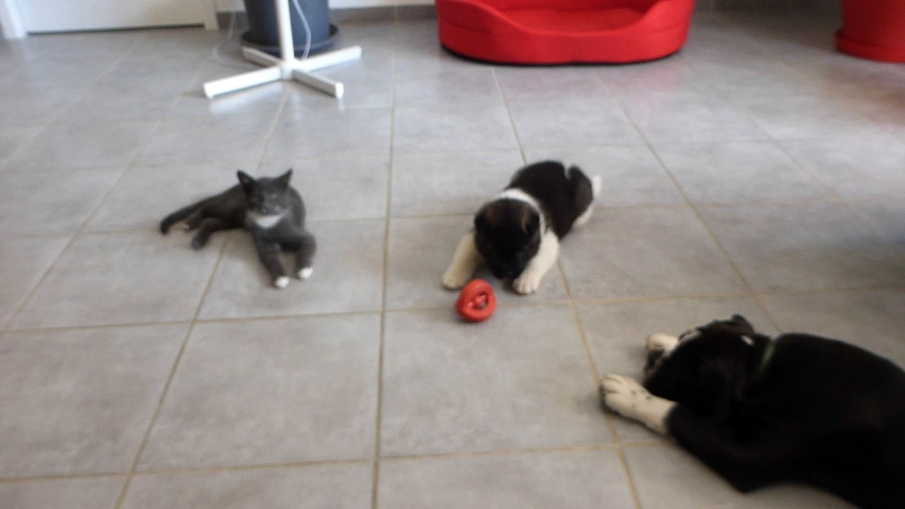 Akita américain du sixième sens  avec le chat grisou et black'o