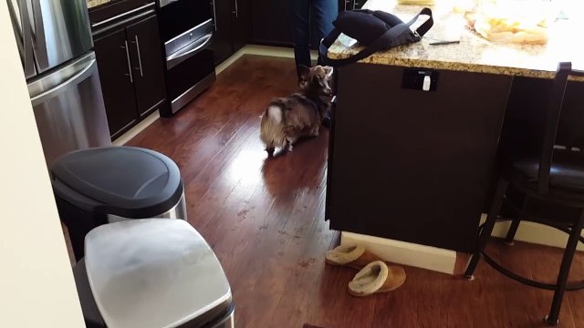 Funny Corgi dog goes crazy over SHOWERS !