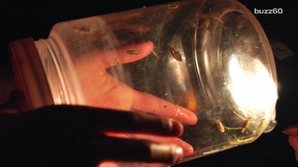 Why you May Not See as Many Fireflies This Summer
