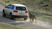 Funny Animal attacks on Humans - Lions Attack a Car