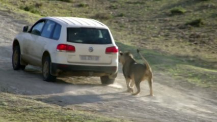 Funny Animal attacks on Humans - Lions Attack a Car